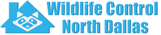 North Dallas Wildlife and Animal Removal